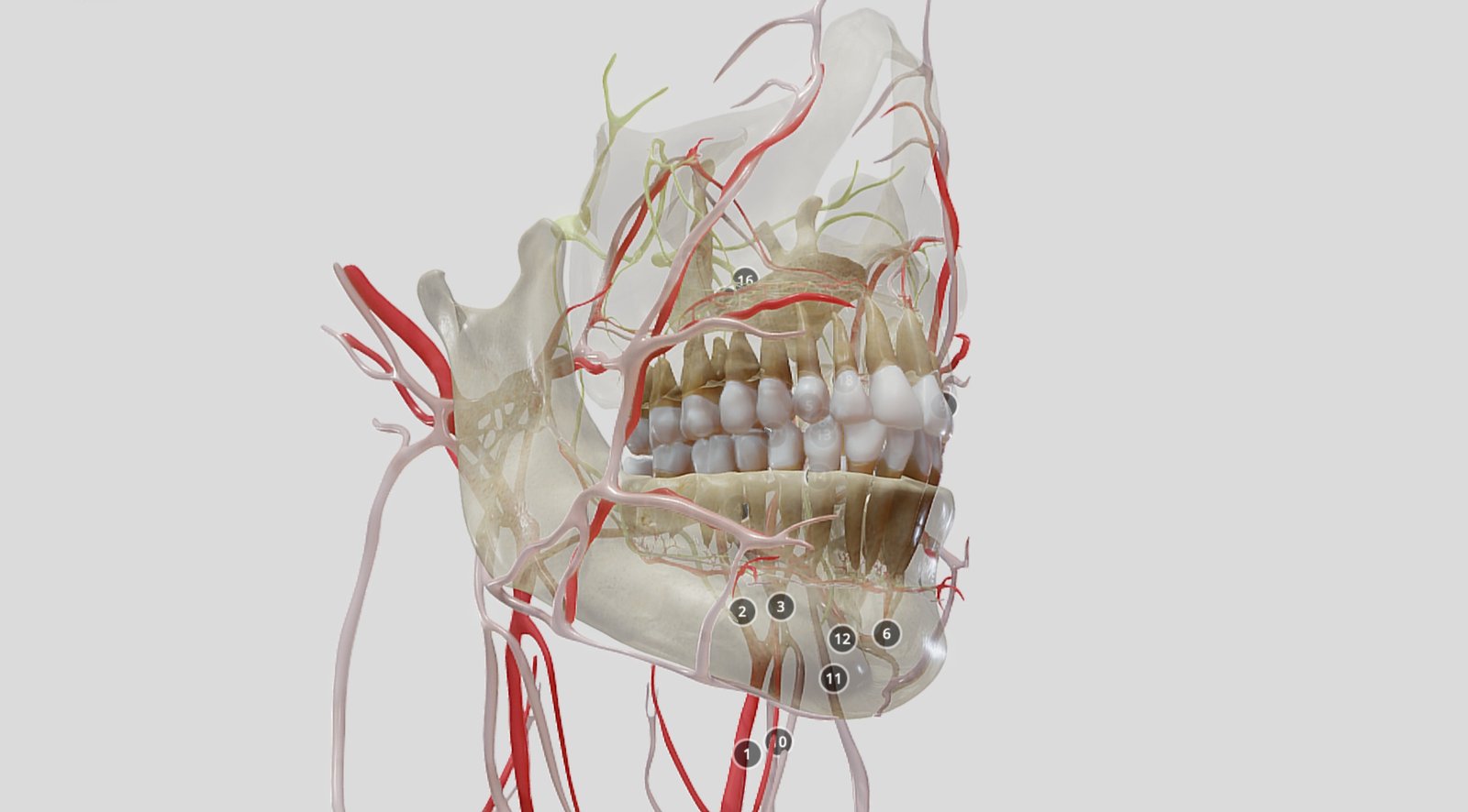 Interactive 3D Dental Models